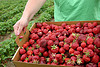 basket of strawberries